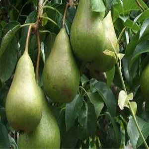 Bevattning för päron