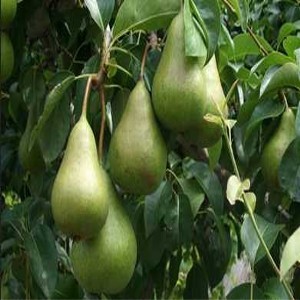 Päron odling