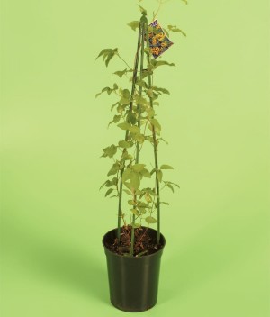 Stativ för växt storlek 100cm