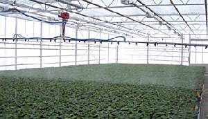 Bevattningsramp för växthusbredd valfri x valfri längd meter