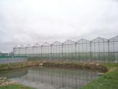 Växthus - Venlo - 5000 m²