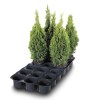 Plantskolebrätte