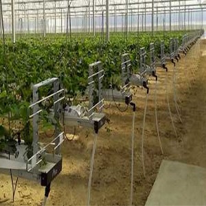 Växthusodling Rännsystem för jordgubbar