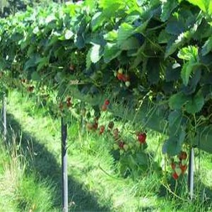 Odling rännsystem för hängande eller stolp odling