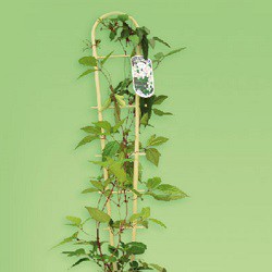 Växtstöd trellises storlek 85x17cm