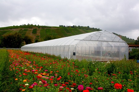 Växthus SCANDI® EasyArt bredd 6,40m och längd 10m, 64,00 m²