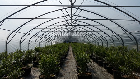 Växthus SCANDI® EasyArt bredd 6,40m och längd 16,50m, 105,60m²