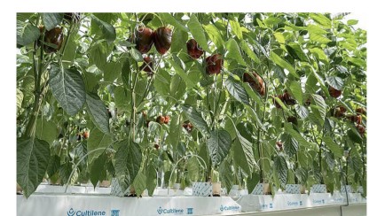 Stenullsmatta  1200x150x75mm , Cultliene  Optimaxx