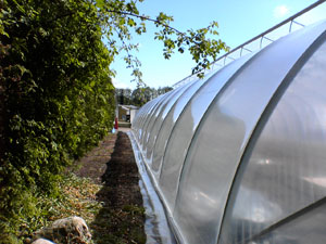 Växthusfolie Scandinavian Class Sun Saver Clear 5 Pro 180my 6,5m bred i valfri längd, pris/6,5m/löpmeter